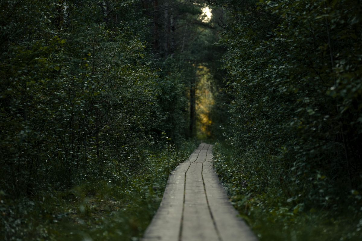 A single narrow footpath winding between tall trees